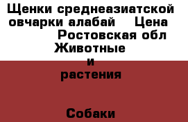 Щенки среднеазиатской овчарки(алабай) › Цена ­ 15 000 - Ростовская обл. Животные и растения » Собаки   
